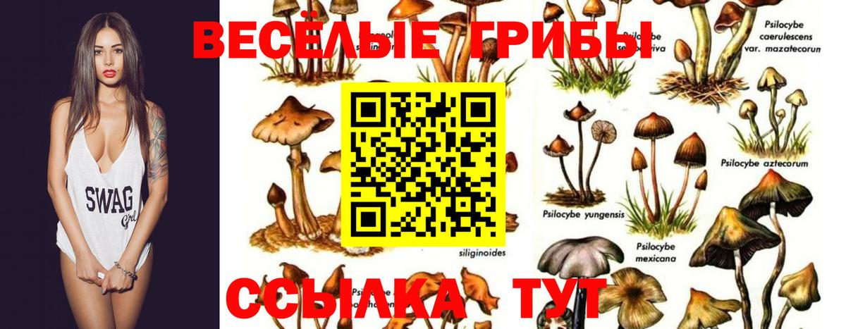 Псилоцибиновые грибы GOLDEN TEACHER Куйбышев