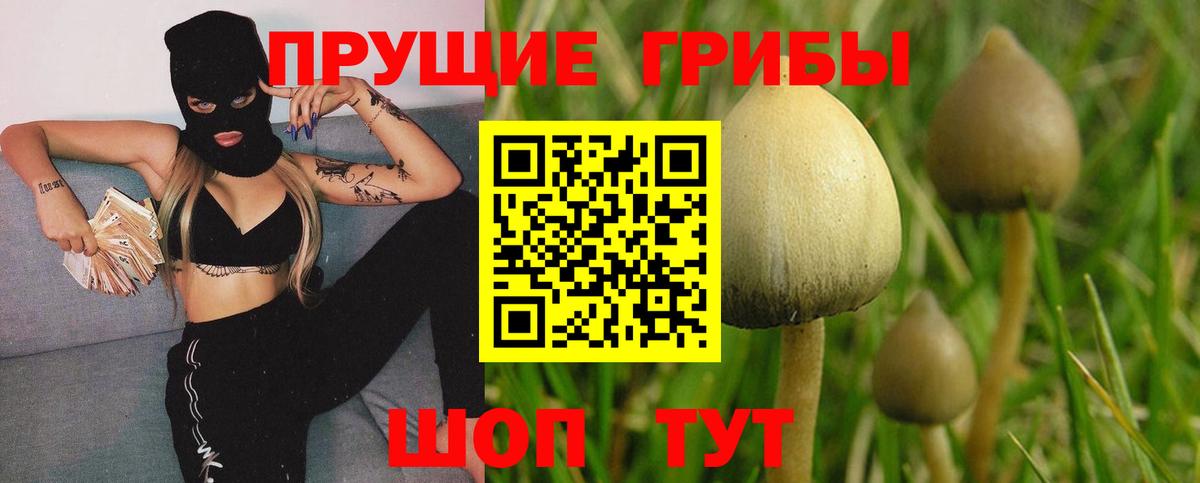 Куйбышев  Псилоцибиновые грибы Psilocybe  Вход с VPN 